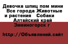 Девочка шпиц пом мини - Все города Животные и растения » Собаки   . Алтайский край,Змеиногорск г.